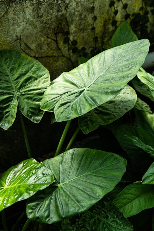 Free Close-up of a Plant with Big Green Leaves Stock Photo