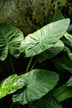 Close-up of lush green leaves of tropical plants, perfect for nature-themed wallpapers.