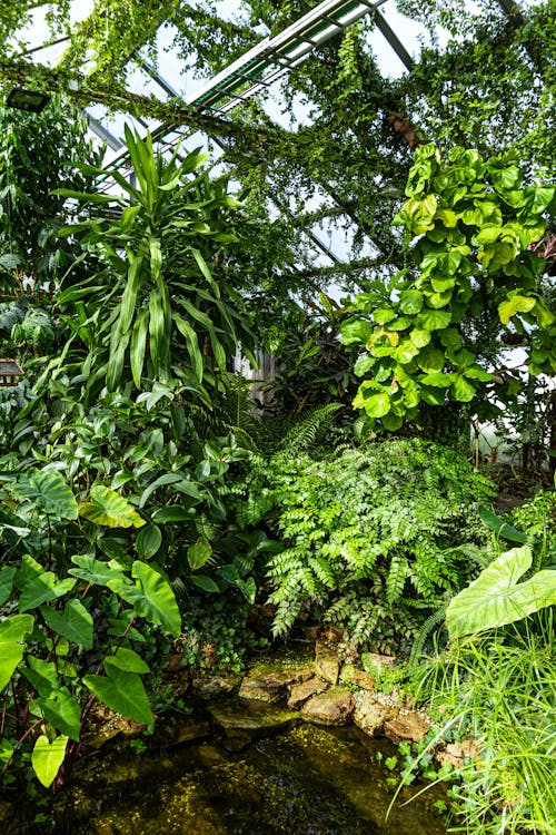 Free A Lush Greenhouse Stock Photo