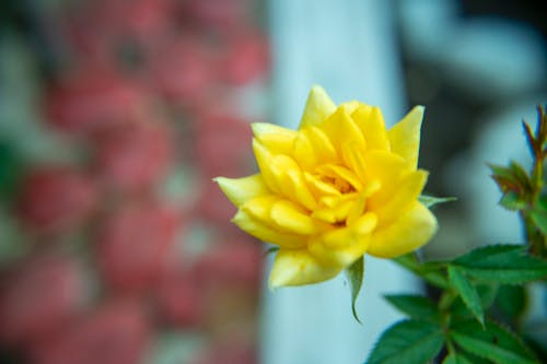 Darmowe zdjęcie z galerii z kwiaty, natura, róże