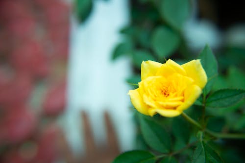 Бесплатное стоковое фото с природа, розы, цветы