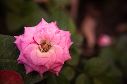 Fotos de stock gratuitas de flores, naturaleza, rosas