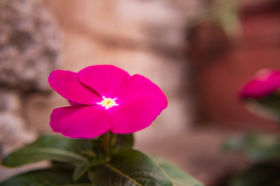 Foto d'estoc gratuïta de flors, natura, naturalesa