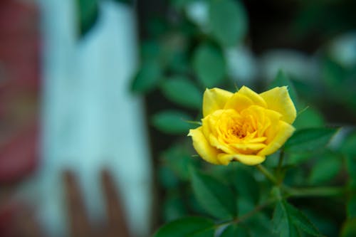 Základová fotografie zdarma na téma květiny, příroda, růže