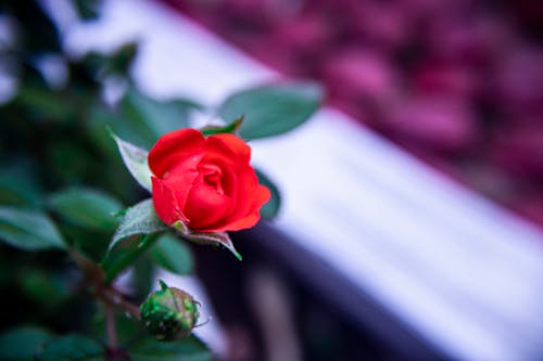 Foto d'estoc gratuïta de flors, natura, roses