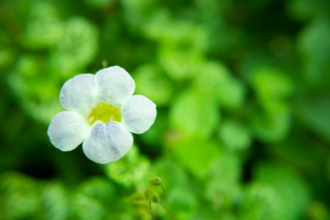 Foto d'estoc gratuïta de flors, natura, naturalesa