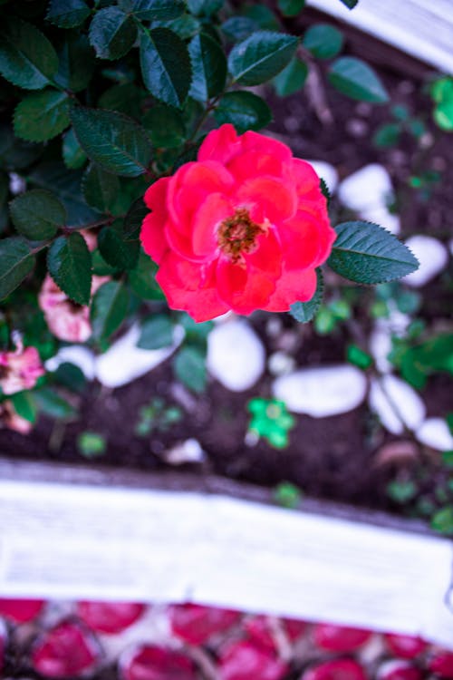Kostenloses Stock Foto zu blumen, natur, rosen