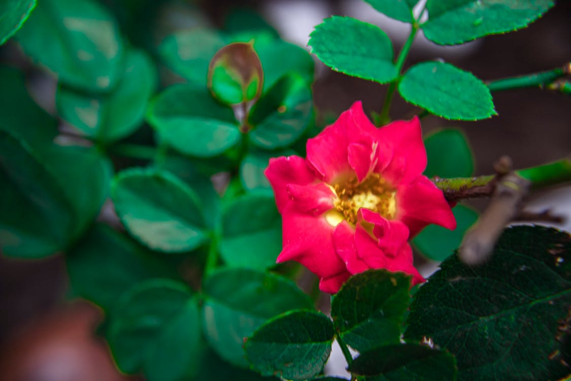 Gratis lagerfoto af blomster, natur, roser