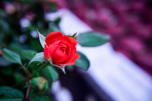 Foto profissional grátis de flores, natureza, rosas