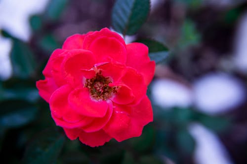 Immagine gratuita di fiori, natura, rose