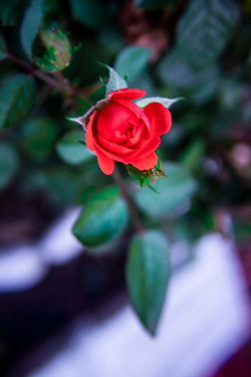 Kostenloses Stock Foto zu blumen, natur, rosen