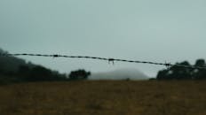 朦胧的风景中，铁丝网围栏和模糊的背景是重点