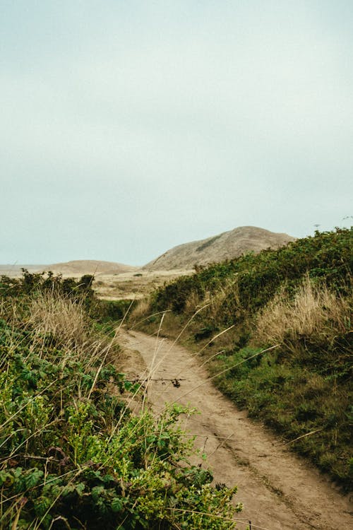 Camino Y Campo De Hierba Verde