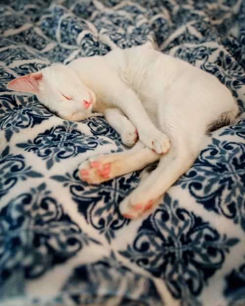 Free Adorable white cat sleeping peacefully on a blue patterned blanket. Stock Photo