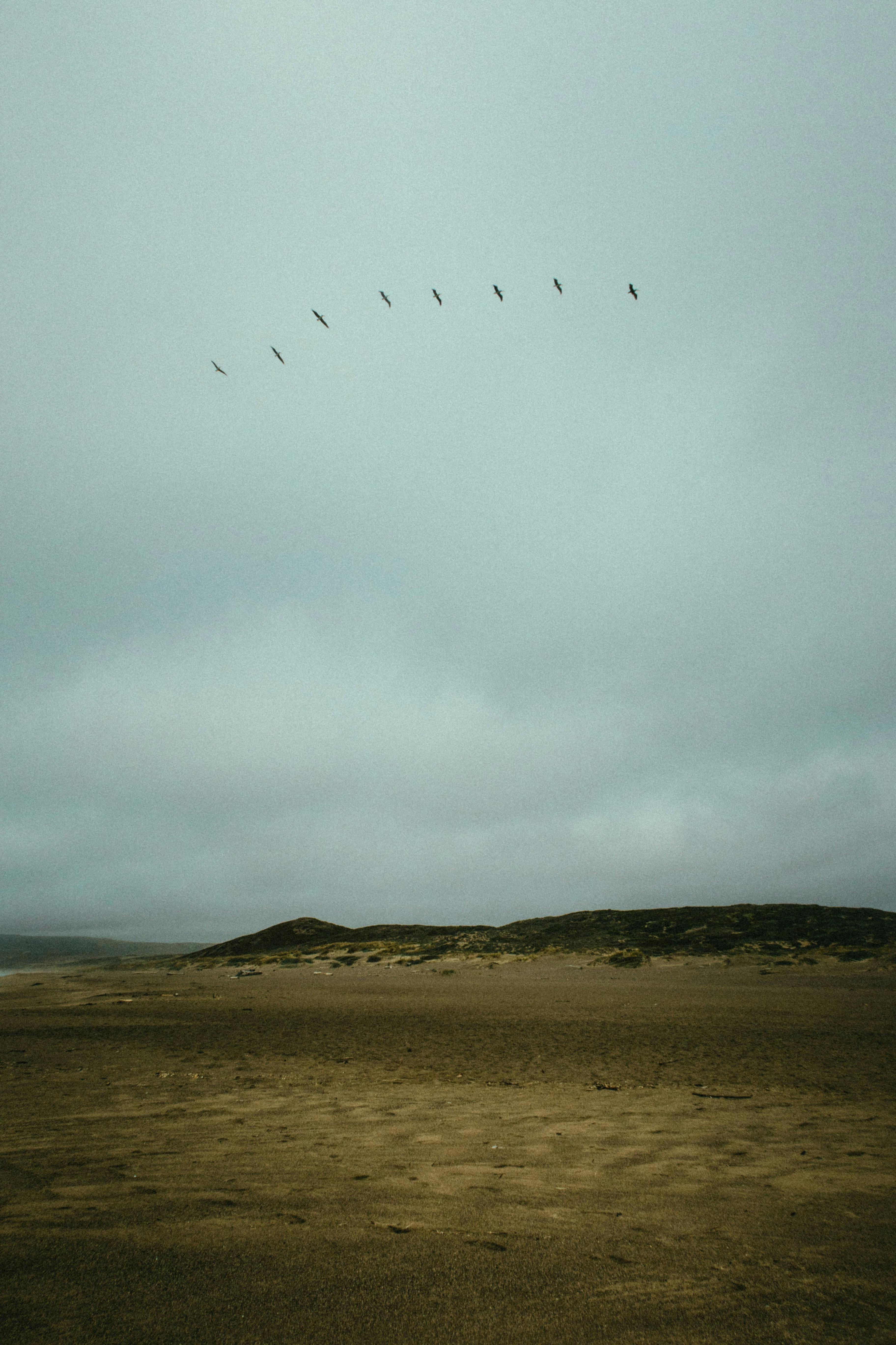 一群鸟儿在阴云密布的天空下飞翔，定格了宁静的瞬间