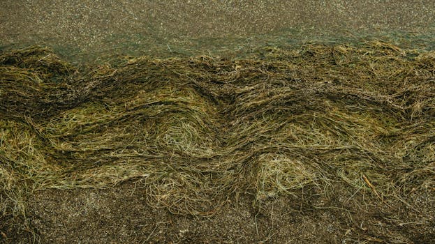 沙滩上，海藻图案的纹理细节清晰可见