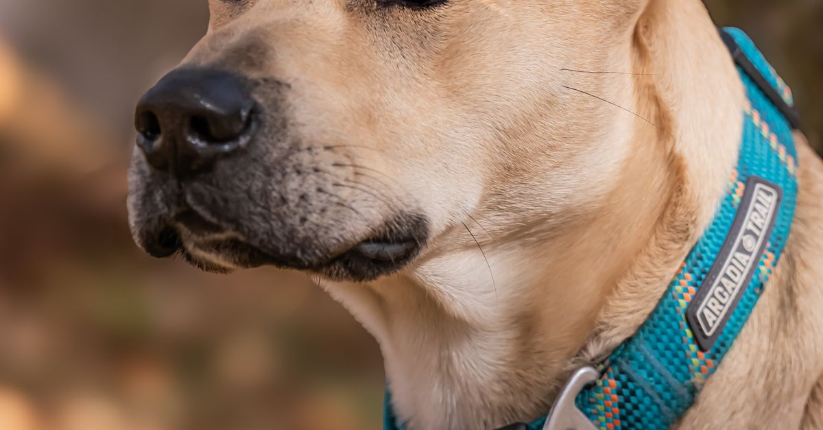 Collumibia Dogs Portrait of a Dog with Blue Collar in Washington, DC · Free Stock Photo