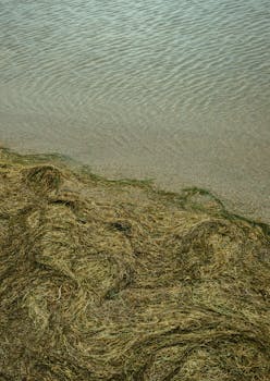 平静的河岸、荡漾的水波和干草，共同展现着自然的美景