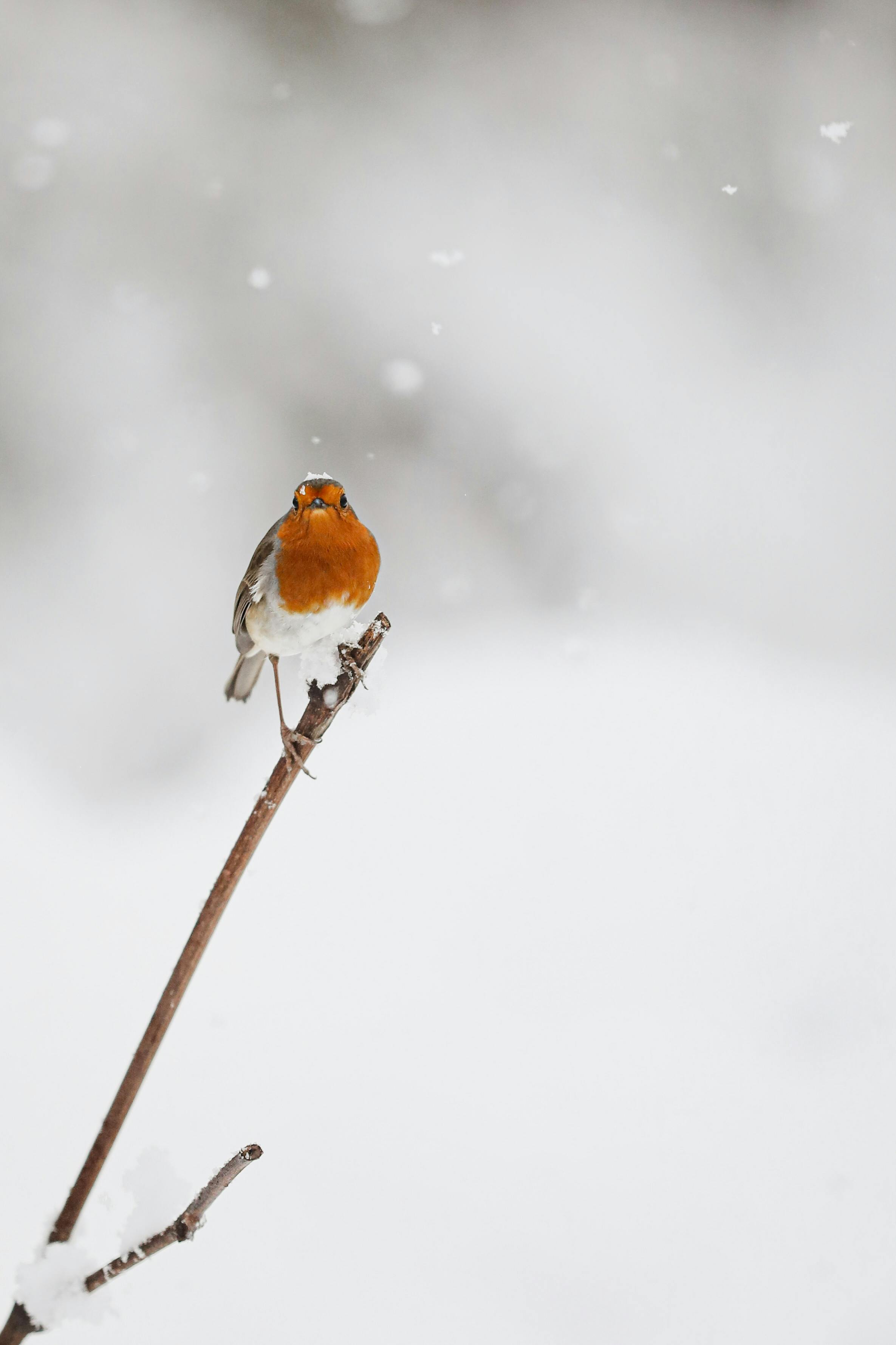 A European Robin sits on a snow-covered branch, displaying its vibrant red breast.