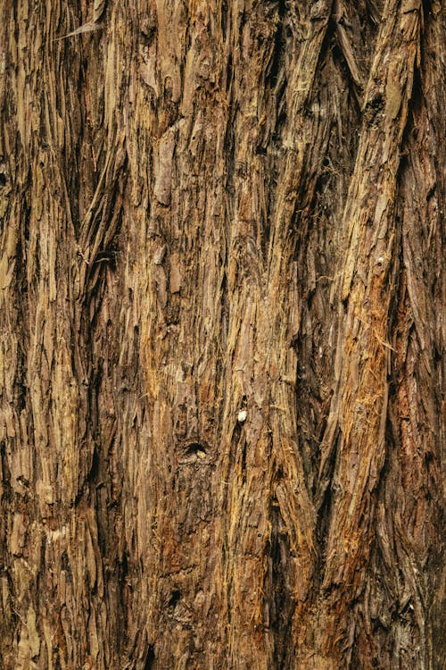Close-up Photo of Tree Bark