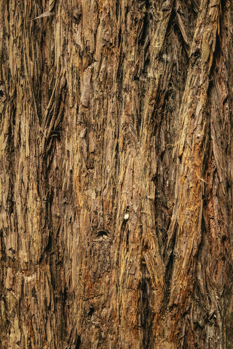 Close-up Photo Of Tree Bark