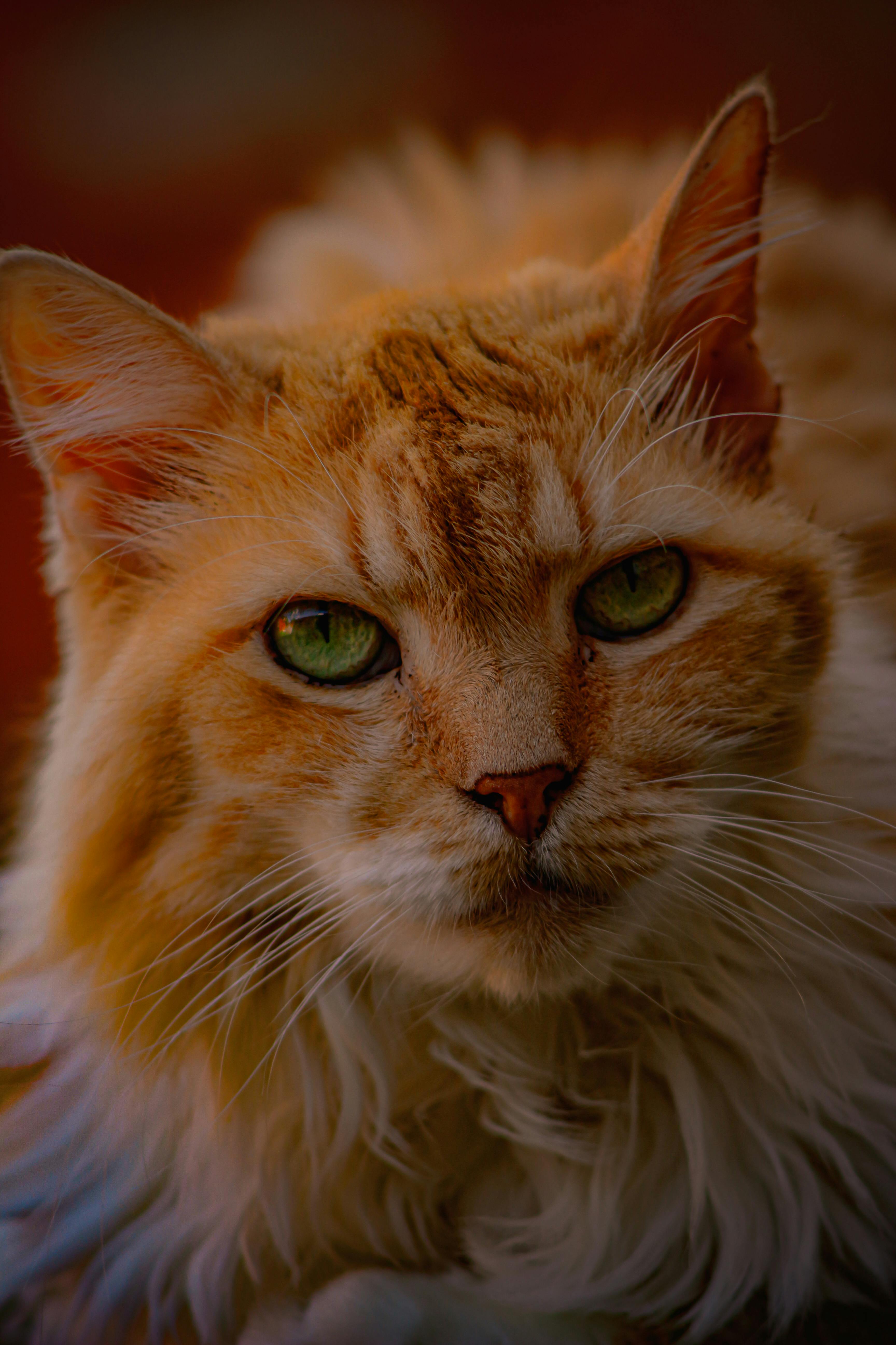Free Beautiful close-up portrait of a fluffy orange tabby cat with striking green eyes. Stock Photo