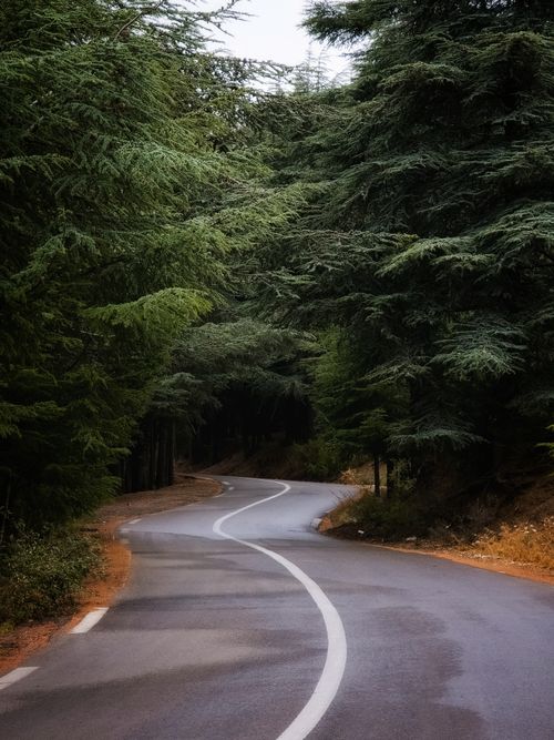Free Captivating view of a winding road through a verdant evergreen forest, ideal for travel themes. Stock Photo