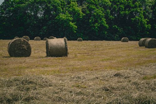 Free A pastoral field with round hay bales under a summer sky, ideal for agriculture themes. Stock Photo