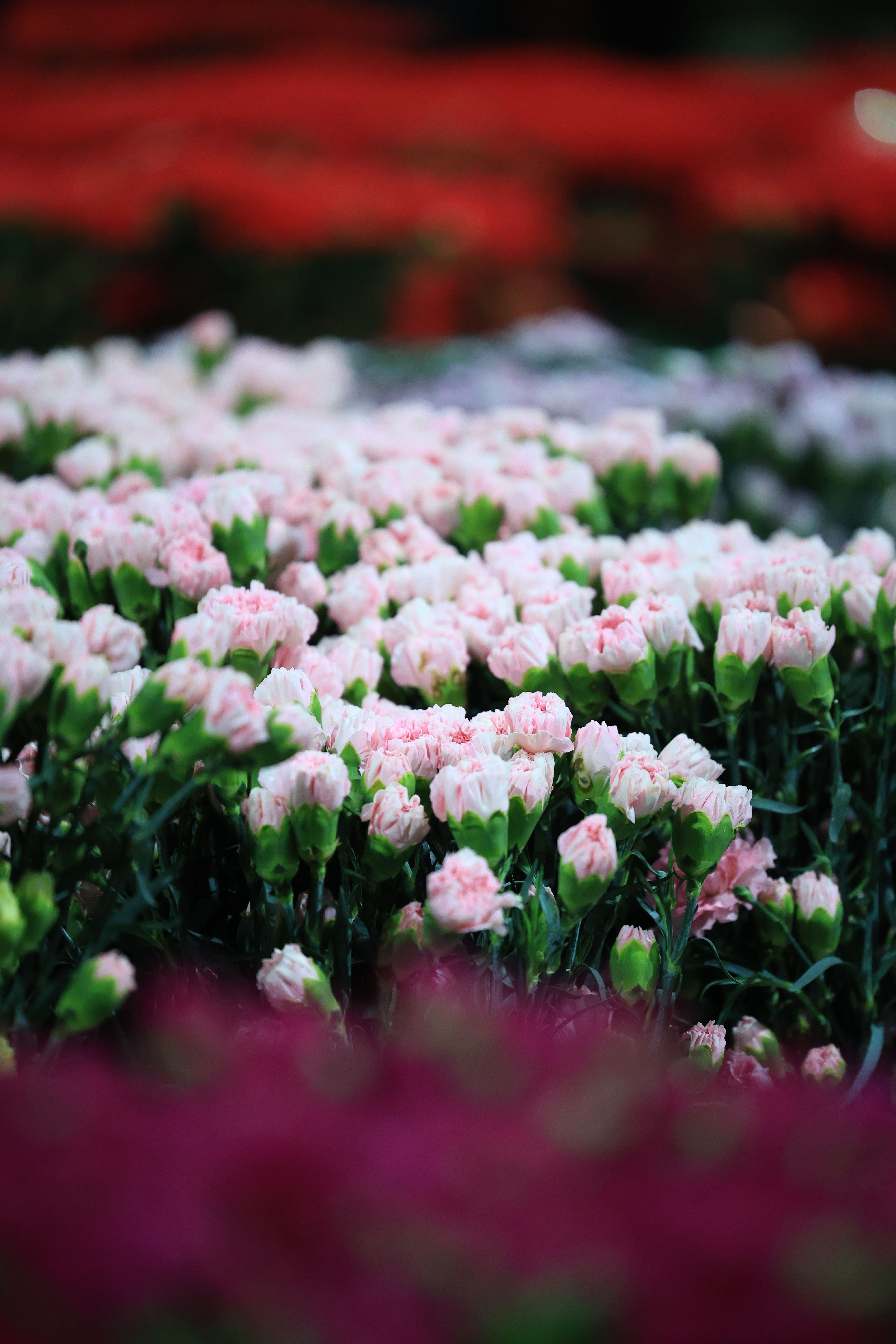 A close-up of blooming pink dianthus flowers in a garden setting, showcasing vibrant colors.