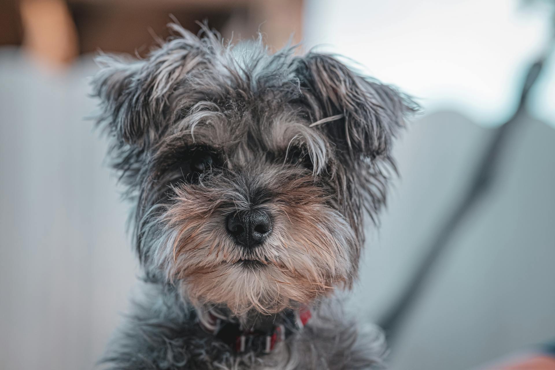 Närbild av en söt schnauzer med fluffig päls utomhus.