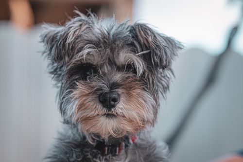 Free Close-up of a cute Schnauzer dog with a fluffy coat taken outdoors. Stock Photo
