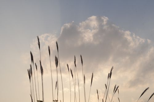 Free Tall grass against a dramatic sky with clouds during sunset. Stock Photo