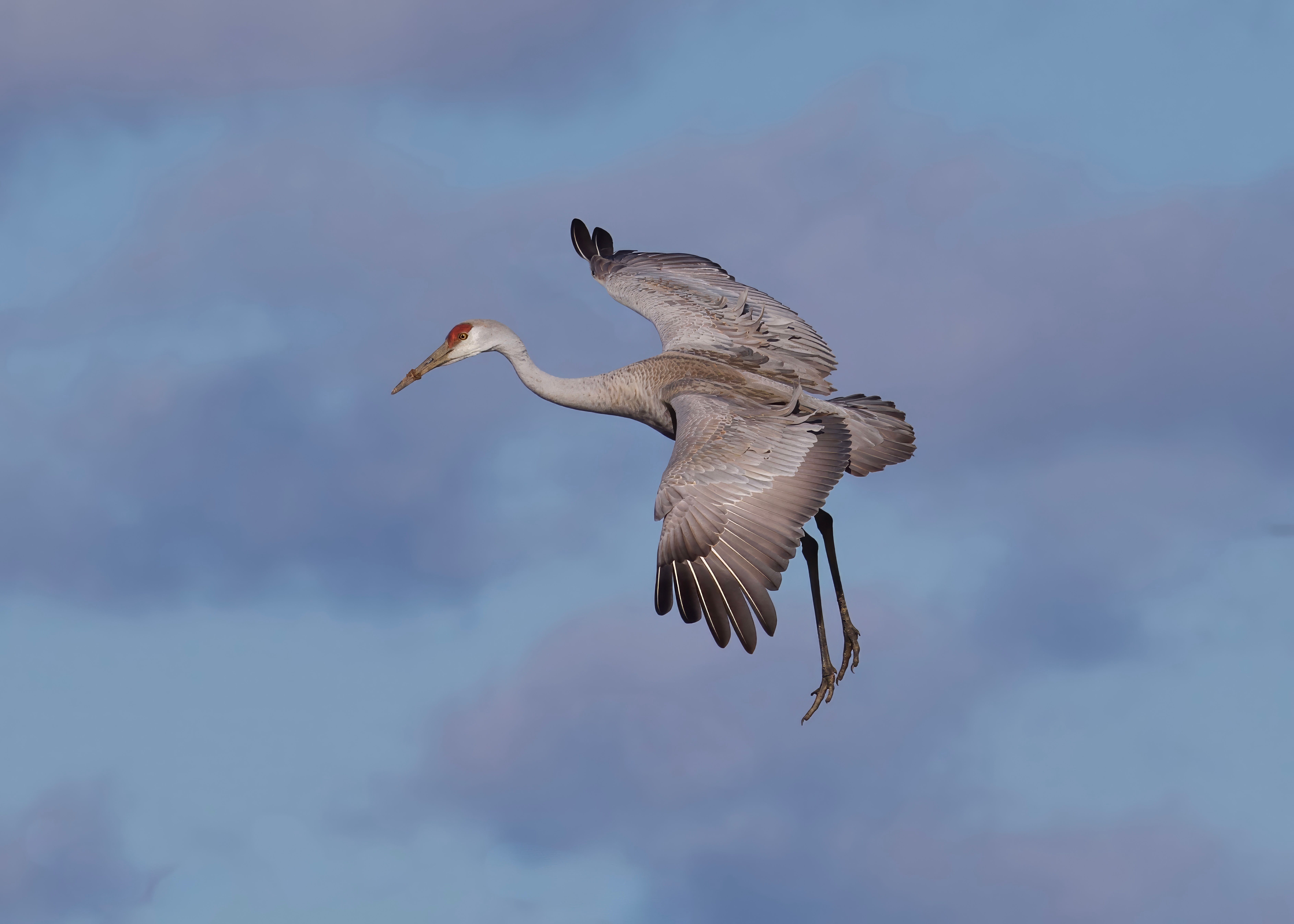 Sandhill Crane in Flight Against Blue Sky · Free Stock Photo