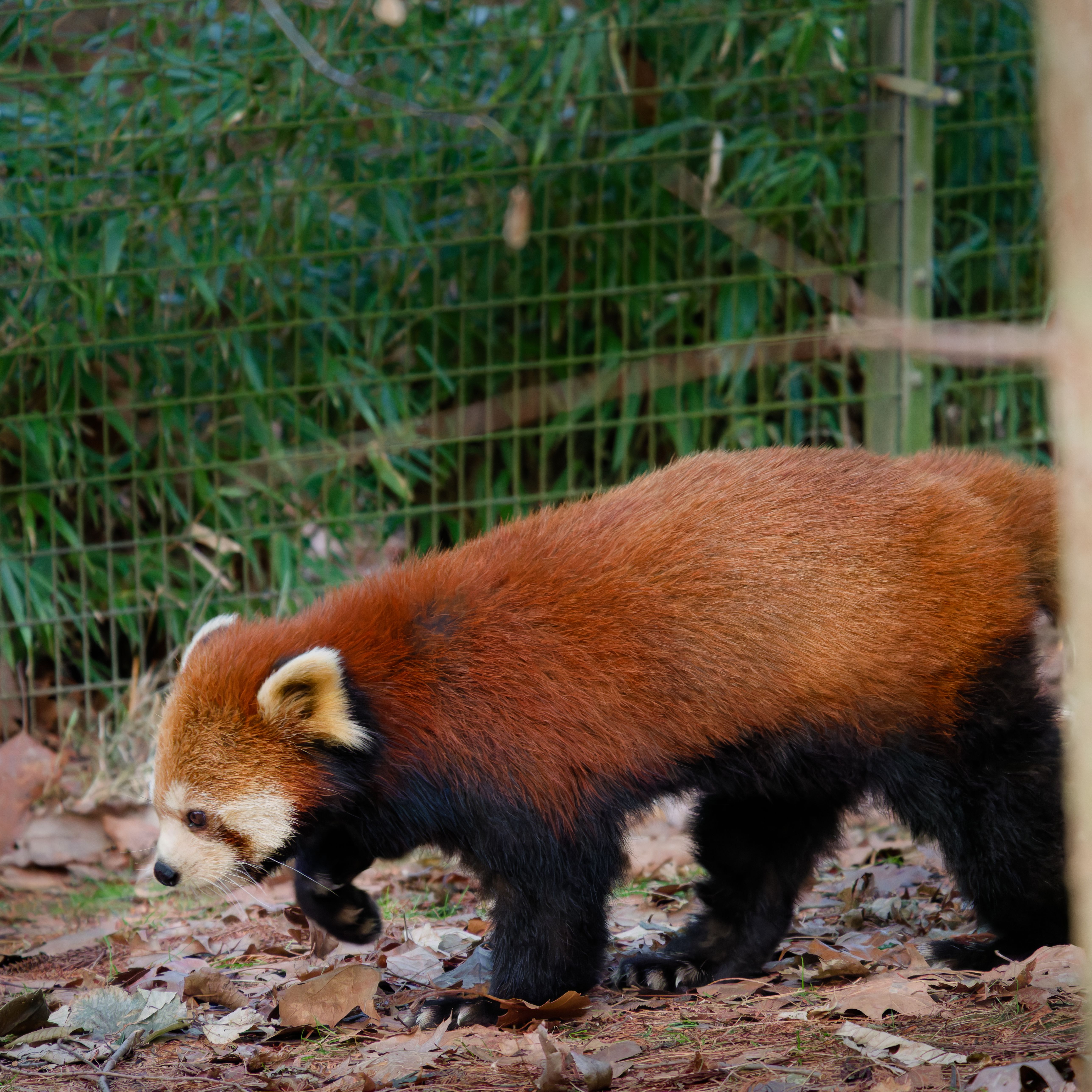 Un Panda Roux Se Promène Dans Un Enclos De Zoo · Photo gratuite