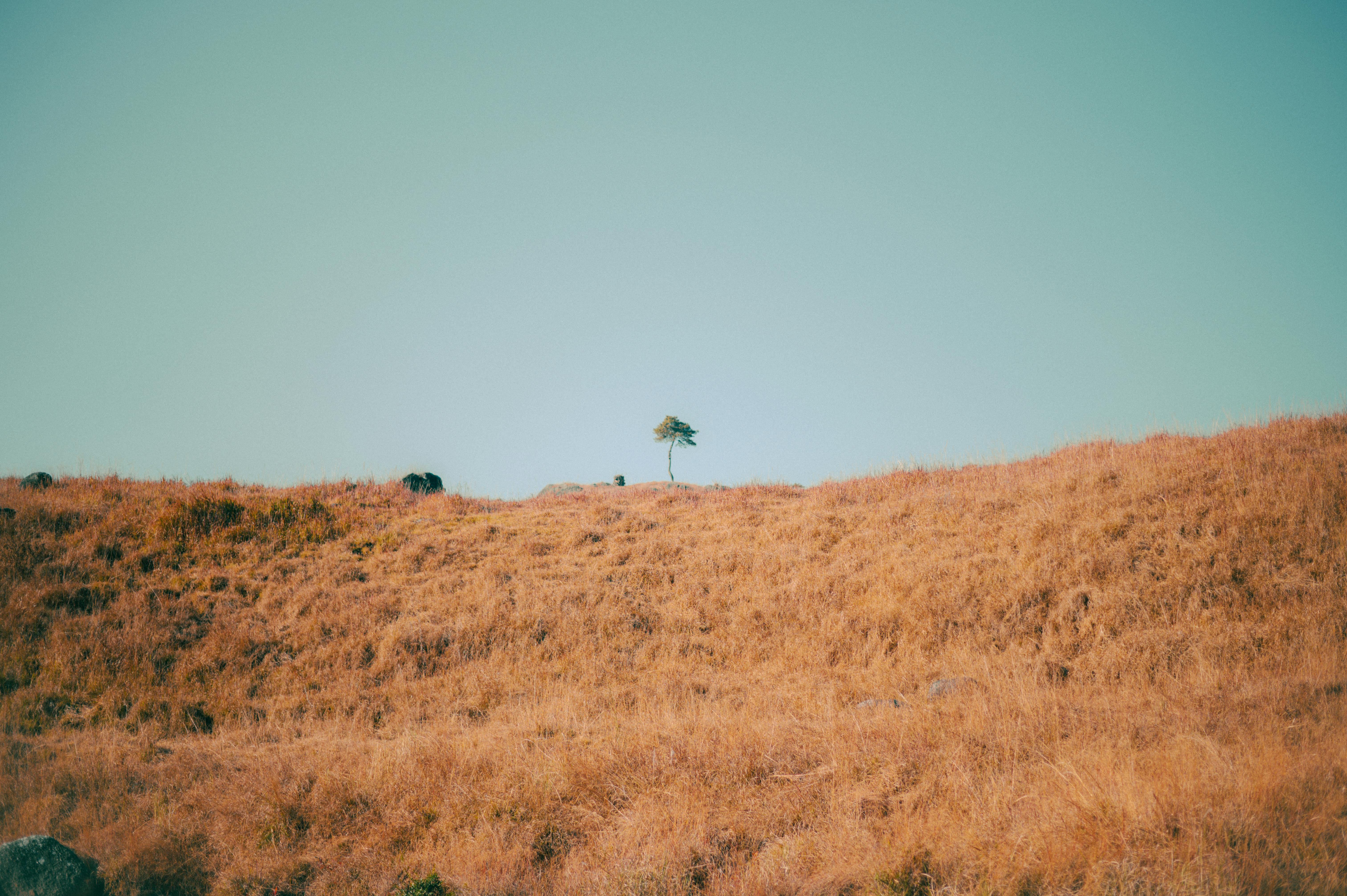 Gratis Fotos de stock gratuitas de aislamiento, al aire libre, árbol Foto de stock