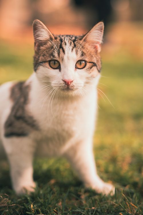 Free A cute cat explores a sunny autumn garden. Perfect for nature and pet lovers. Stock Photo