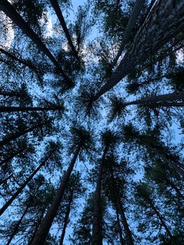 Looking up at towering pine trees against a clear blue sky in a lush forest.