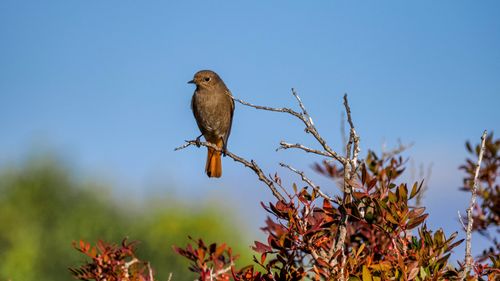Free A small brown bird with a rusty tail sits perched on a branch against a clear blue sky. Stock Photo