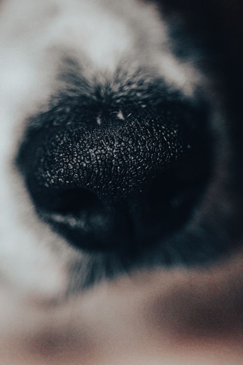 Free Detailed close-up of a dog's nose showcasing texture and detail. Stock Photo