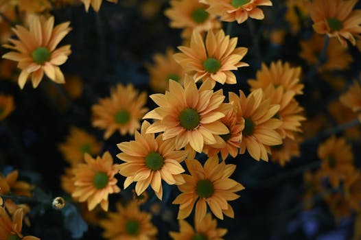 Cluster of vibrant yellow chrysanthemum flowers with green centers in an artistic floral arrangement.