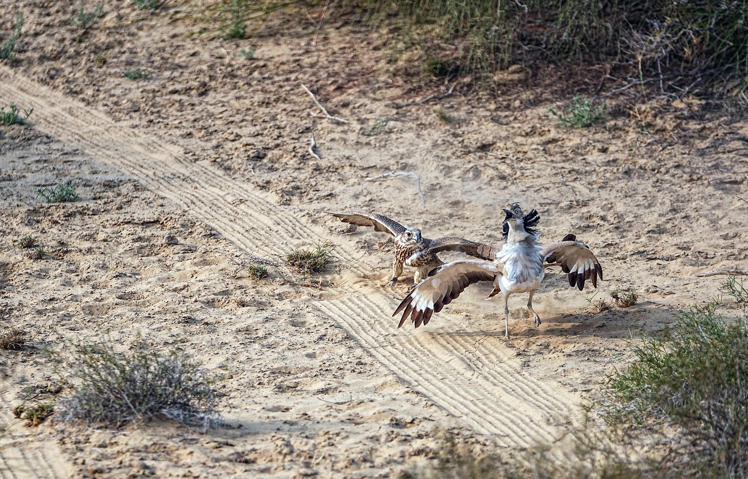 A falcon hunting a fowl in the arid desert terrain of Sindh, Pakistan.