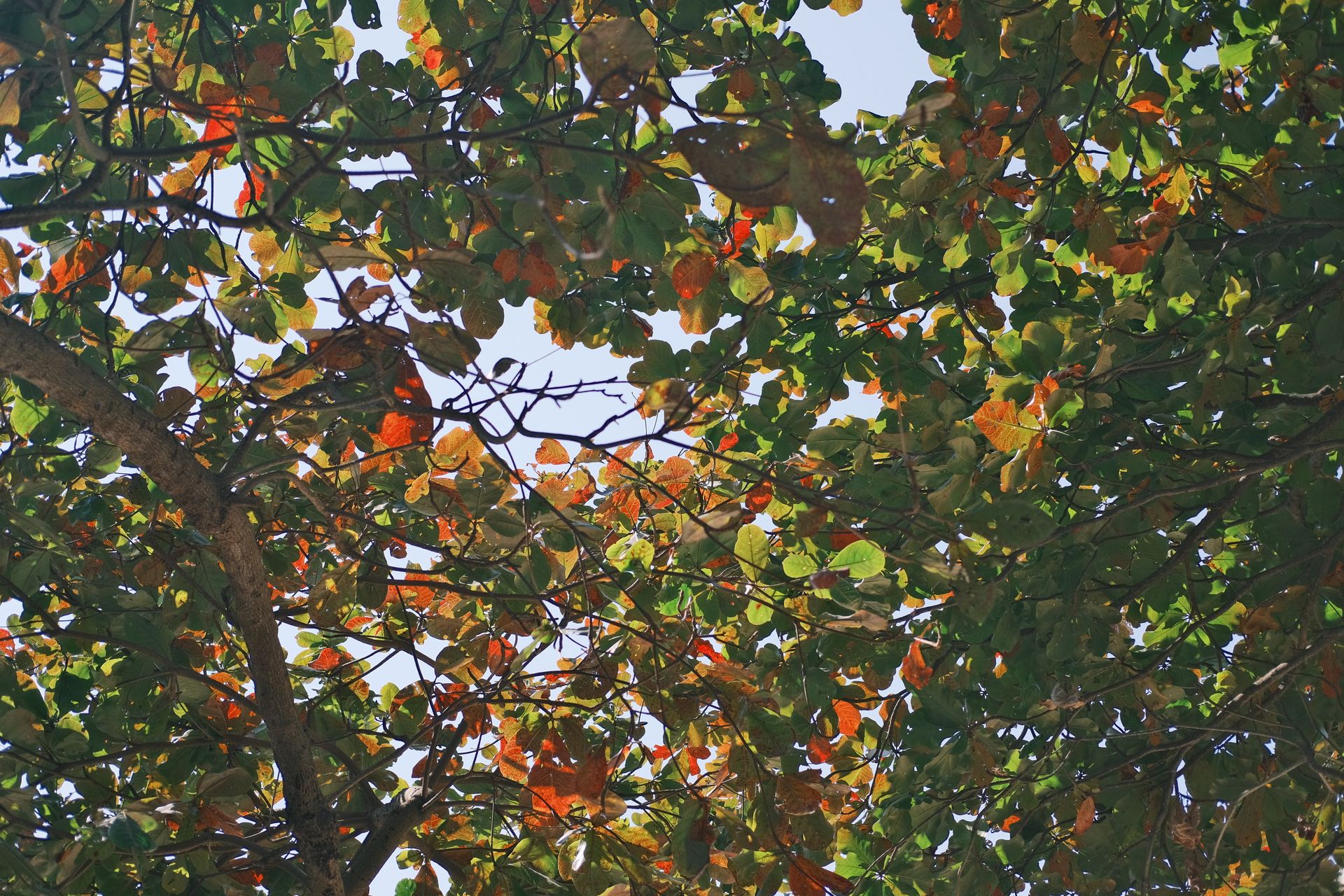 Colorful autumn foliage with sunlight filtering through, creating a vibrant canopy effect.