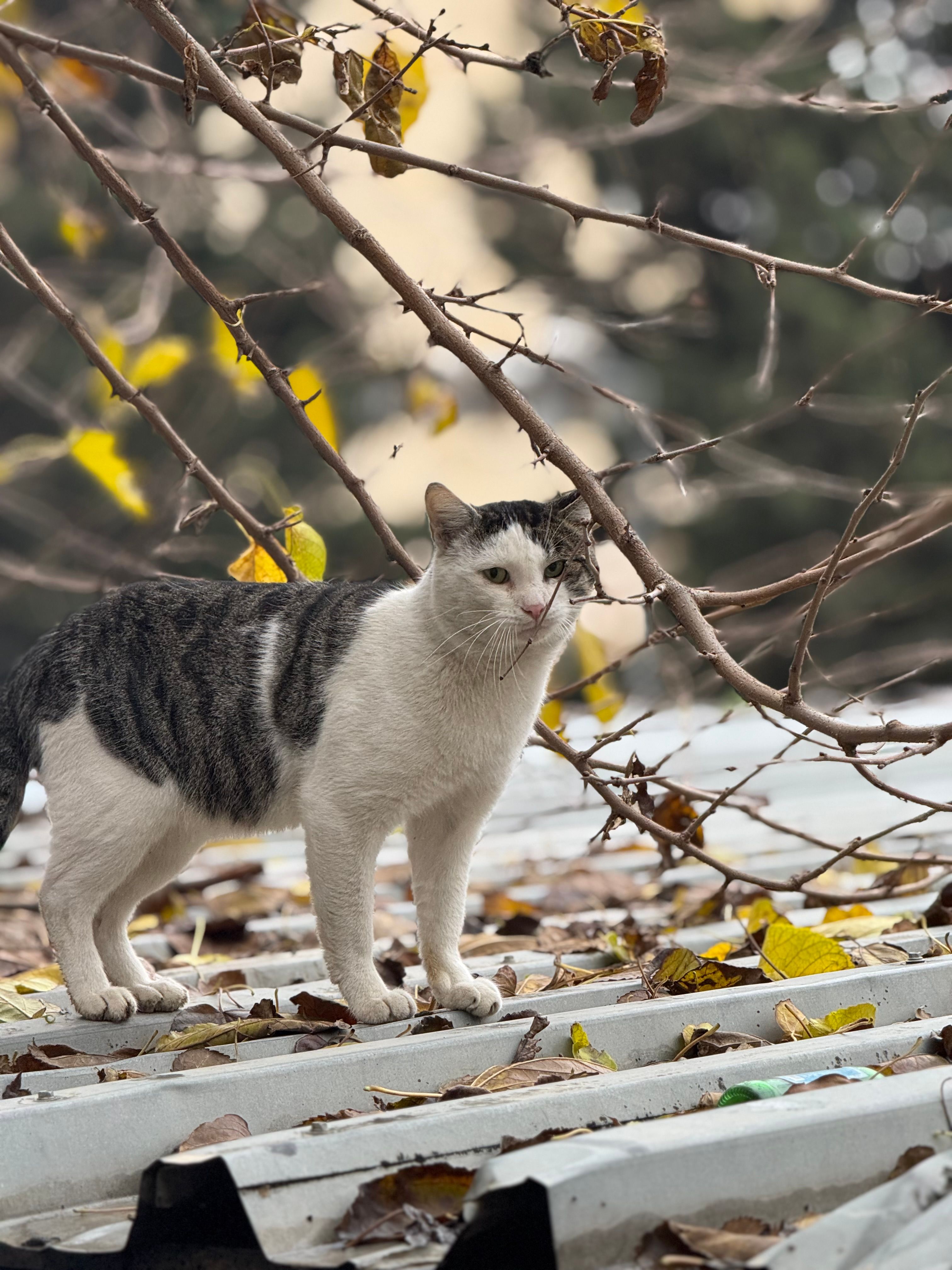 Cat Posing on Roof Among Fall Leaves · Free Stock Photo