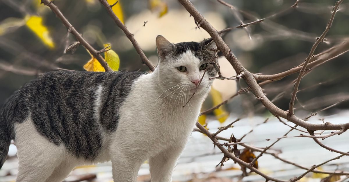 Cat Profile Fall Cat Posing on Roof Among Fall Leaves ยท Free Stock Photo