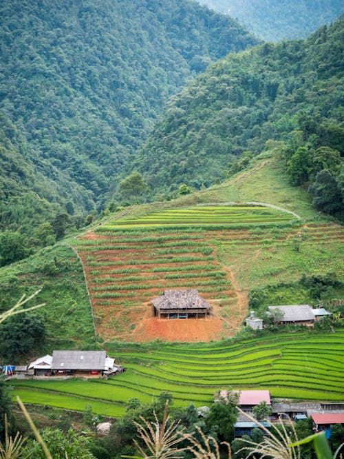 Free stock photo of green, mountain, paddy field
