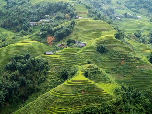 Darmowe zdjęcie z galerii z góra, pole ryżowe, taras