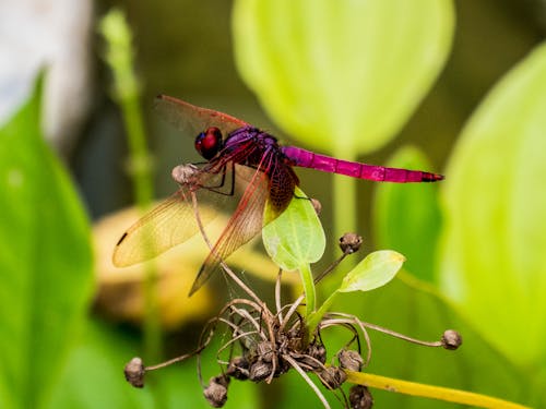 Free stock photo of dragonfly, flower, green