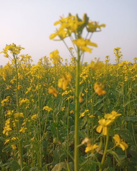 mustard flowers