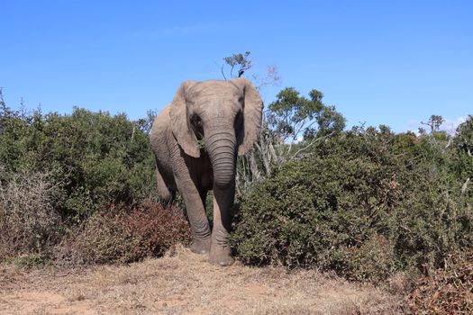 Close-up of an African elephant in the lush South African bush during daytime.