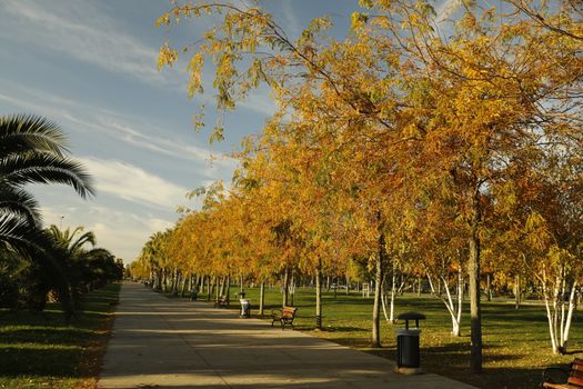 A serene park pathway lined with vibrant autumn trees and benches.